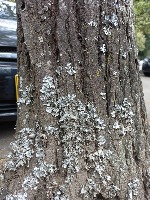 Gender_lichen project thumbnail