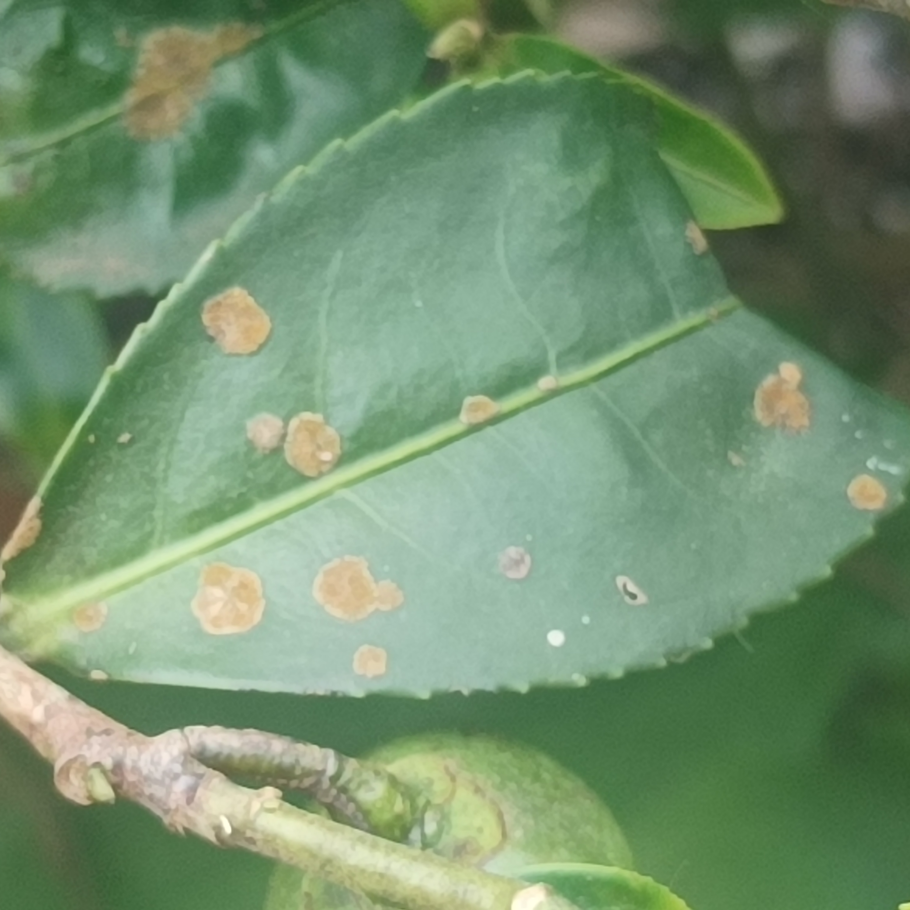 Blight Color brown-blight Object Detection Dataset by Tea Leaves Disease