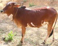 Cattle Breeds project thumbnail