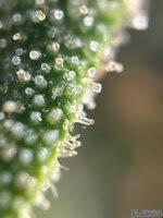 trichomes project thumbnail