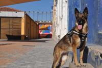 Dogs detect project thumbnail