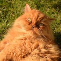 Cats Detect project thumbnail