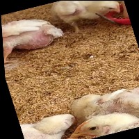 Dataset Image