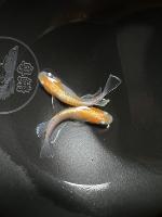 fish project thumbnail