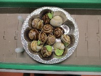 Escargot project thumbnail