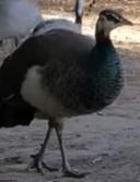 Animal Intrusion Detection project thumbnail
