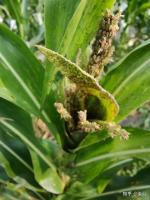 leaf_spot project thumbnail