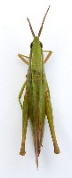 Crop Insect project thumbnail