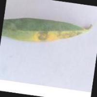 Detection of Olive Tree diseases project thumbnail