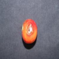 Cherry Disease Detection project thumbnail