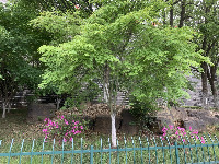 urban_trees project thumbnail