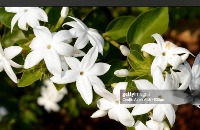 starjasmineflower project thumbnail