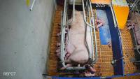Piglets-keypoints project thumbnail