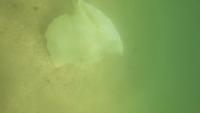 sampah project thumbnail