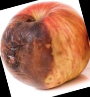 food defects Object Detection Dataset by fooddefects