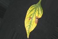 Leaf_Spot project thumbnail
