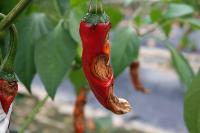 Wild-Chili-Disease-Detection project thumbnail