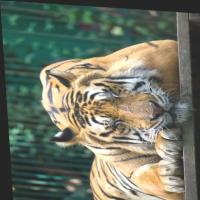 Harmful_Animals_Detection_pro project thumbnail