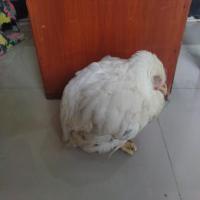 poultry-disease-v2 project thumbnail