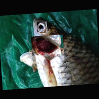 fish disease project thumbnail