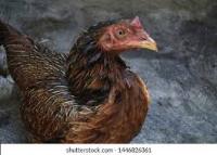 Newcastle disease project thumbnail