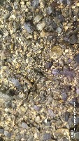 Seagrass project thumbnail