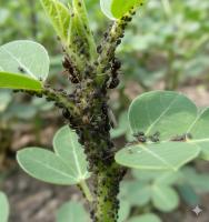groundnut_disease_detection project thumbnail