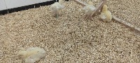 chick weight project thumbnail
