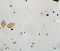 Dog\Cat Parasite Detection - Testing project thumbnail