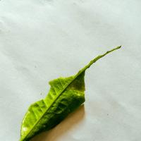 Leaf disease 2 project thumbnail