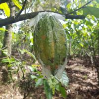 Cacao project thumbnail