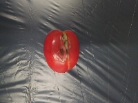 ripeness of tomatoes project thumbnail