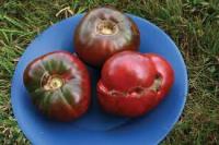 Tomato Identifier project thumbnail