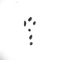 bima kopi project thumbnail