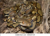 Snake project thumbnail