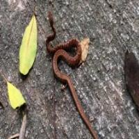 Negros_snake_species project thumbnail