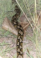 Snake Classification project thumbnail