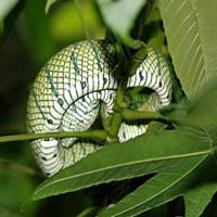 Snake-Classification(To clean) project thumbnail