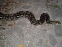 Snake Dataset with BBox project thumbnail