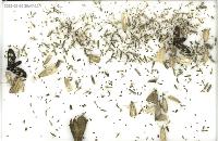bug project thumbnail