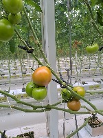 tomato project thumbnail