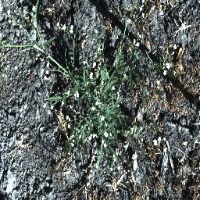 Lantana and Parthenium Detection project thumbnail