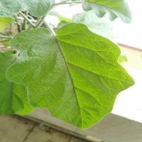plant decease detection project thumbnail