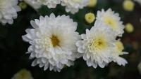 chrysanthemum-Harvestor project thumbnail