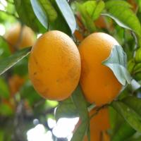 fruit-detection project thumbnail