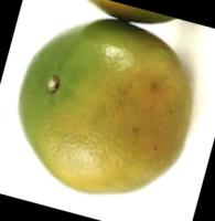 fruit detection project thumbnail