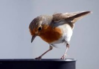 Animal Detection project thumbnail
