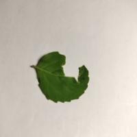Basil leaves project thumbnail
