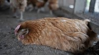 Sick Chicken project thumbnail