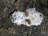 Chicken-droppings project thumbnail